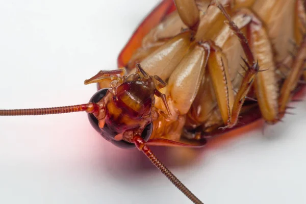 Makro owadów karaluch zamówienia Blattodea — Zdjęcie stockowe