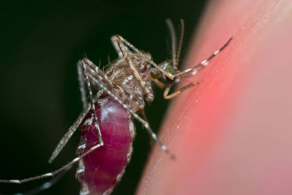 Macro do mosquito (Aedes aegypti) sugando sangue — Fotografia de Stock