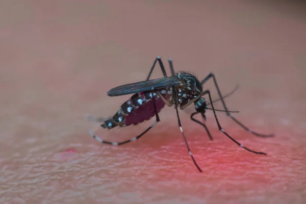 Макро комаров (Aedes aegypti), сосущих кровь — стоковое фото