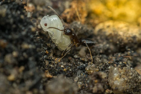 검은 개미 곤충의 매크로 — 스톡 사진