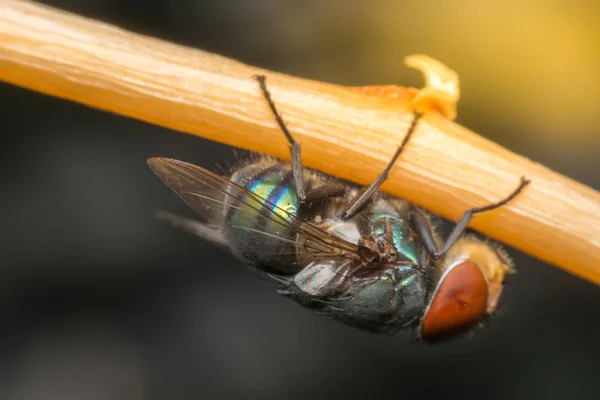 Macro do inseto da mosca — Fotografia de Stock