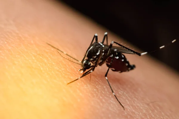 Macro de mosquito chupando sangre —  Fotos de Stock