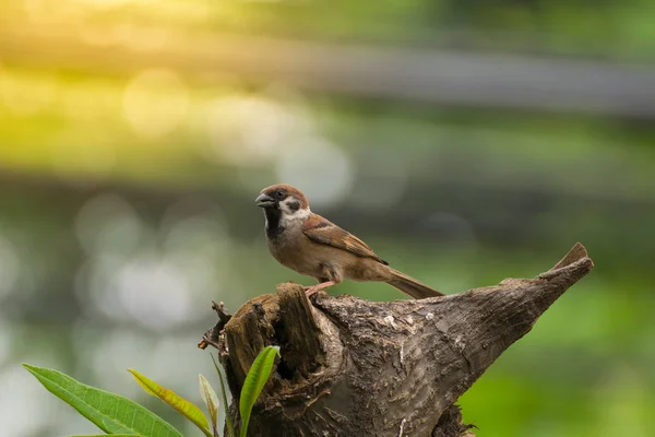 木の上の鳥 (スズメ) — ストック写真