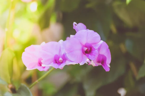 Orquídeas color púrpura flor —  Fotos de Stock