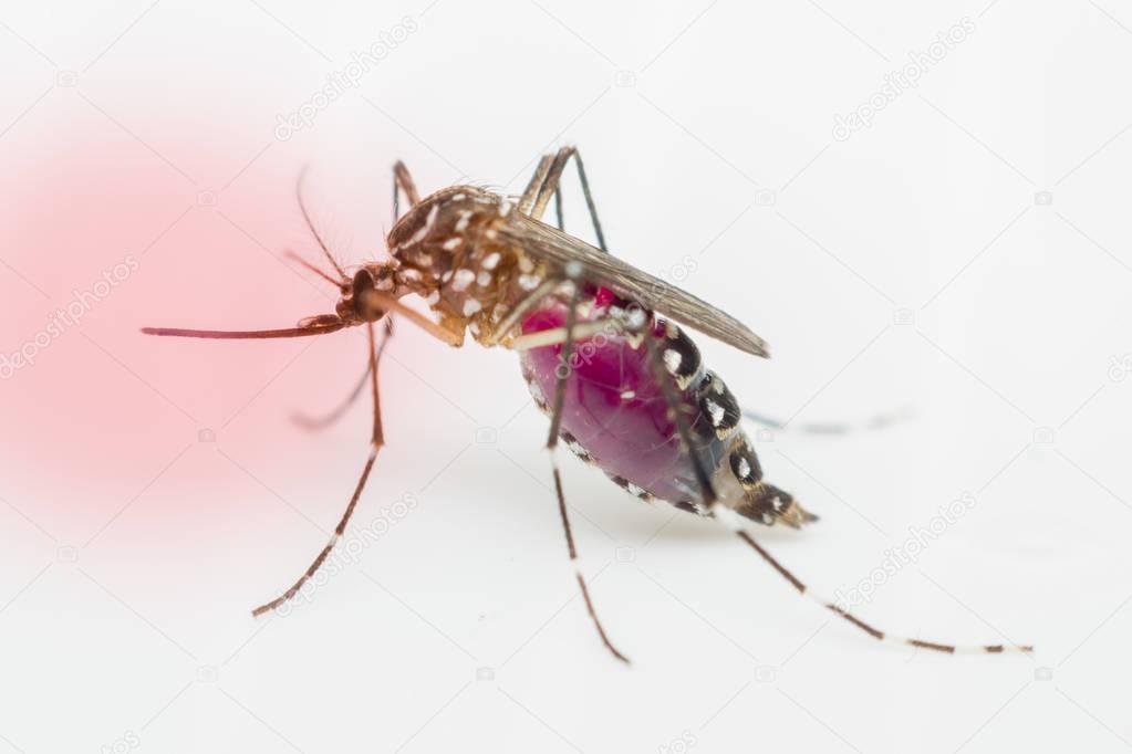 Macro of mosquito (Aedes aegypti) sucking blood,  isolated on wh