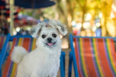 sandalye üzerinde köpek