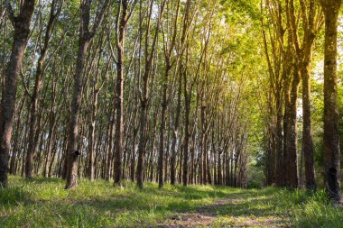 Kauçuk ağacı doğal lateks