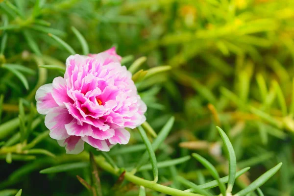 Bellissimo fiore rosa — Foto Stock