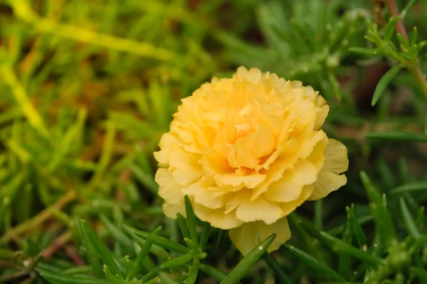 Beautiful yellow flower — Stock Photo, Image