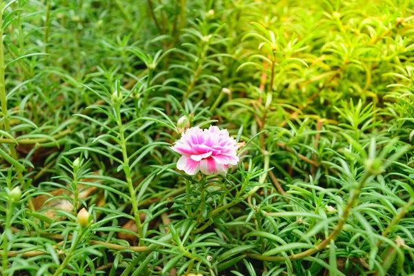 Bela flor rosa — Fotografia de Stock