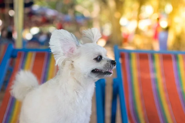 Chien sur chaise — Photo