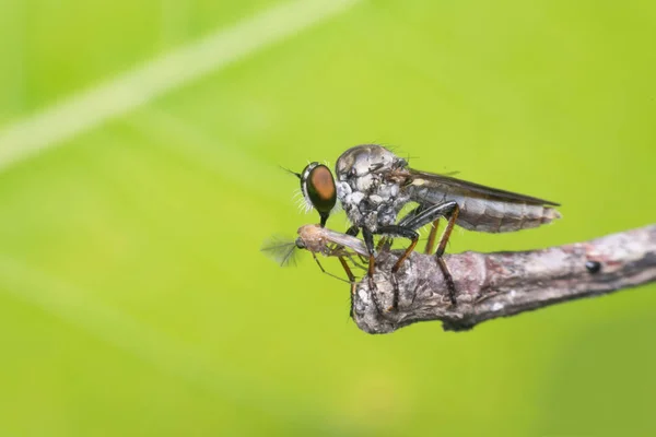 Makro der Fliege (Räuberfliege, Asilidae, Raubfliege) — Stockfoto