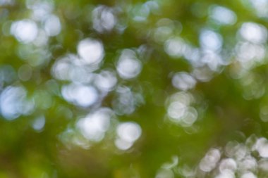 Doğanın soyut bokeh