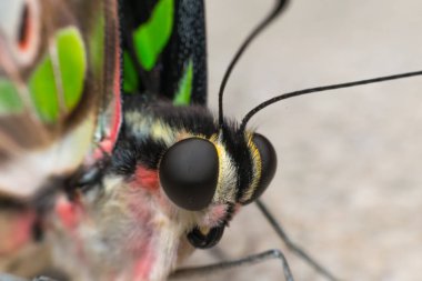 Kelebek böcek makro