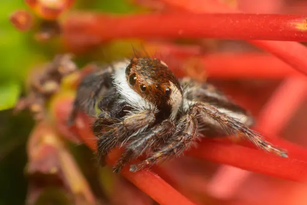 Makro av spindel (hoppande spindlar Santa Claus) insekt — Stockfoto
