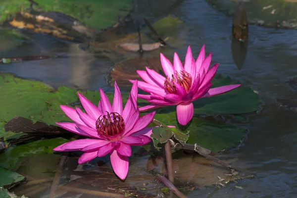Цветок лотоса (Lotus или Nelumbo ) — стоковое фото