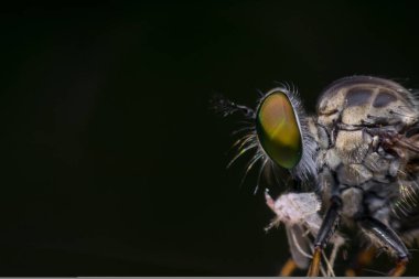 Sinek (hırsız sinek, Asilidae, Predator) böcek makro