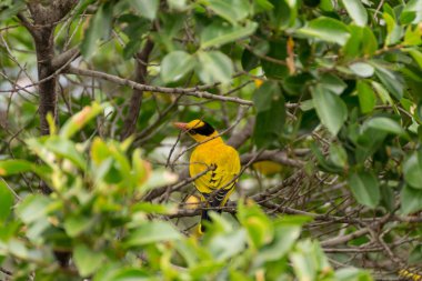 Bir ağaçta kuş (siyah enseli sarıasma)