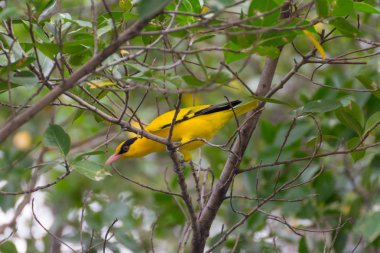 Bir ağaçta kuş (siyah enseli sarıasma)
