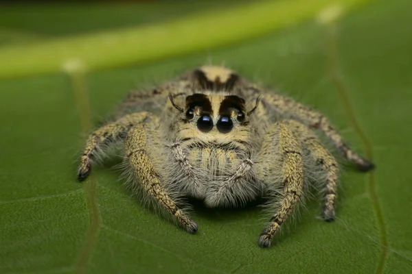 Makro av spindel (Hyllus Diardi kvinnliga) insekt — Stockfoto