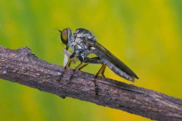 Makro der Fliege (Räuberfliege, Asilidae, Raubfliege) — Stockfoto