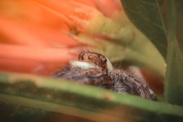 Makro owad pająk (skoki pająki Świętego Mikołaja) — Zdjęcie stockowe