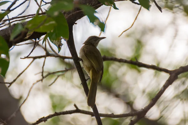 Pájaro (bulbul de orejas rayadas) en un árbol — Foto de Stock