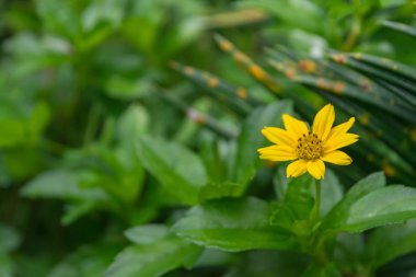 Çiçek (papatya çiçeği)