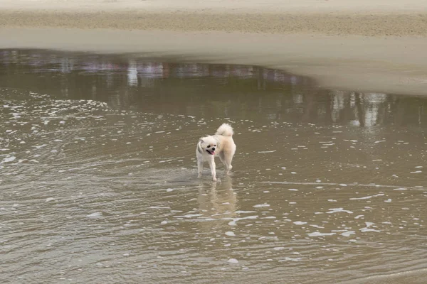 Perro tan lindo color beige viajar en la playa —  Fotos de Stock