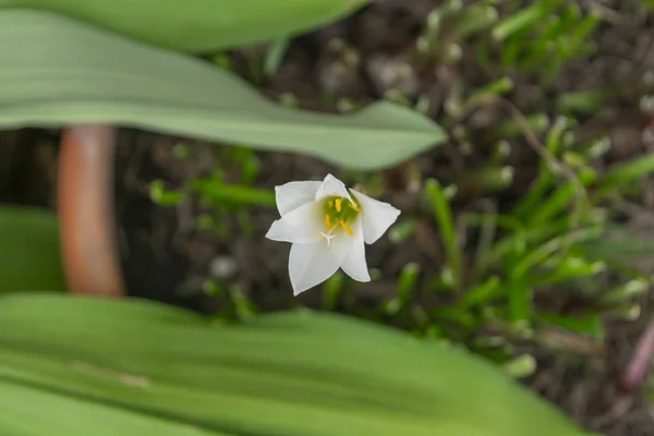 Flor (Lluvia Lirio o Zephyranthes minuta Flor ) — Foto de Stock