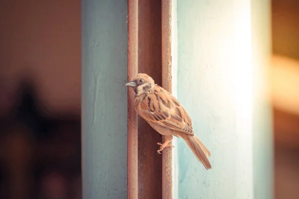 在铁爪上的鸟 （欧亚树麻雀） — 图库照片