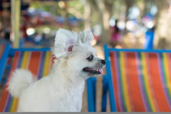 犬のビーチでとてもかわいいベージュ色旅行 — ストック写真