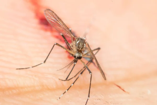 Macro de mosquito aplastado (Aedes aegypti) chupando sangre para morir — Foto de Stock