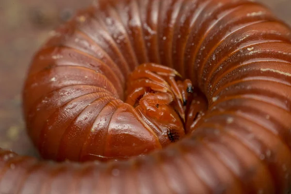 Macro of millipede — Stock Photo, Image