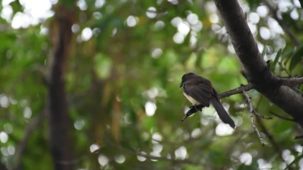 Птах (Pied Надира мухоловка) по дереву — стокове відео