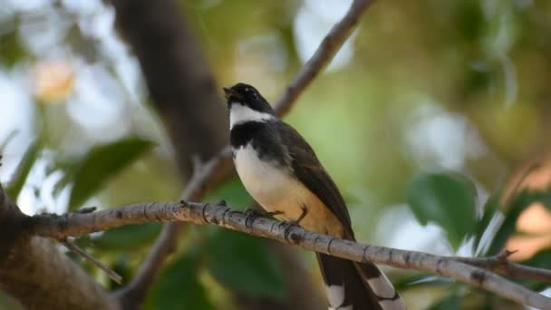 Pájaro (Pied Fantail Flycatcher) en un árbol — Vídeo de stock