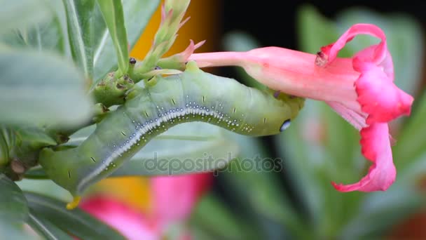 Nachtvlinder larven of rupsen eten bespotten Azalea bloem — Stockvideo