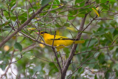 Bir ağaçta kuş (siyah enseli sarıasma)