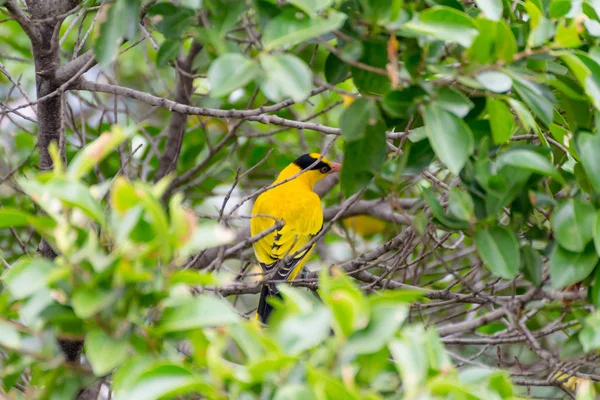 Птица (Black-Naped Oriole) на дереве — стоковое фото