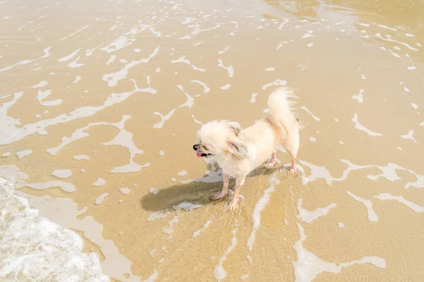 Perro tan lindo color beige viajar en la playa — Foto de Stock