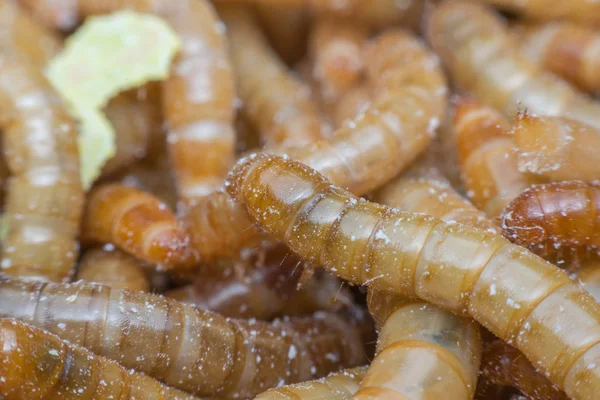 Makro Mealworm na farmě — Stock fotografie