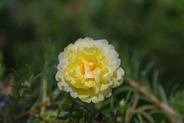 Flor (Portulaca, Moss Rose, Sun plant, Sun Rose Flower ) —  Fotos de Stock