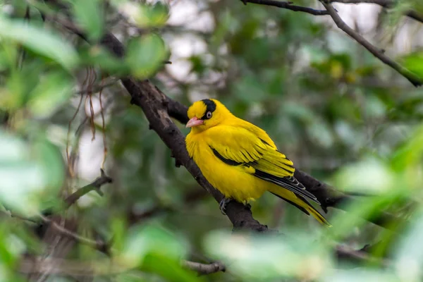 Птица (Black-Naped Oriole) на дереве — стоковое фото