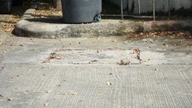 DDT spreyi öldürme sivrisinek sisleme