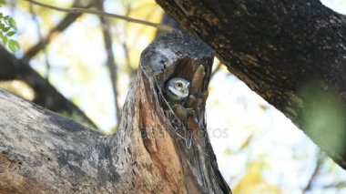 Kuş içi boş ağaç gövdesi (benekli owlet, baykuş)