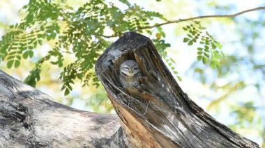 Kuş içi boş ağaç gövdesi (benekli owlet, baykuş)