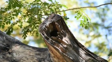 Çoğu boş ağaç gövdesi yaprakları ile düşüyor