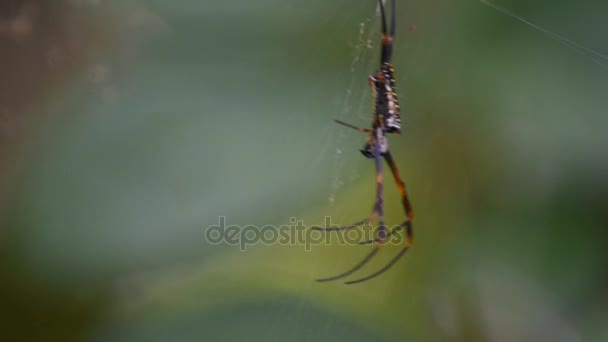 Macro of spider insect — Stock Footage Macro of spider insect Stock Video