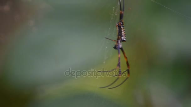 Makro von Spinneninsekten — Stockvideo