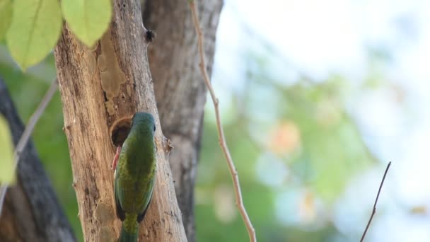 Птах (Coppersmith barbet) у порожнистому стовбурі дерева — стокове відео
